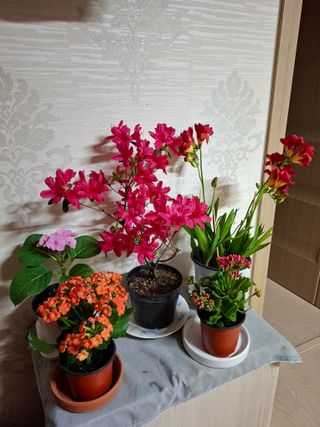 결단이님의 기타작물 · 영농일지 작성글 사진