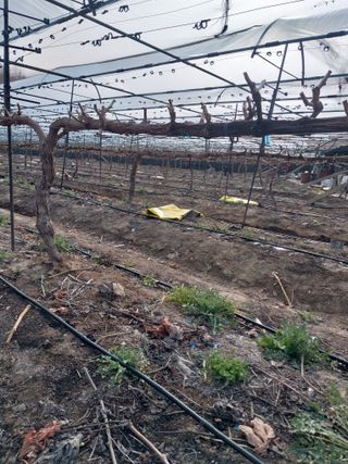 미성농장님의 포도 · 영농일지 작성글 사진