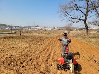 로만아빠님의 감자 · 영농일지 작성글 사진