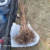 팜모닝 기타작물·영농일지 게시글 이미지