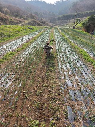 김성환님의 기타작물 · 영농일지 작성글 사진