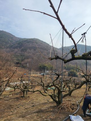 박춘성님의 감 · 영농일지 작성글 사진