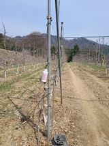 팜모닝 사과·영농일지 게시글 이미지