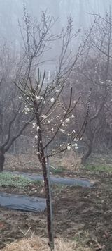 팜모닝 기타작물·영농일지 게시글 이미지