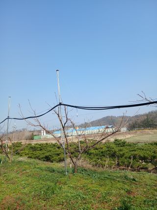 성재엄마님의 복숭아 · 영농일지 작성글 사진