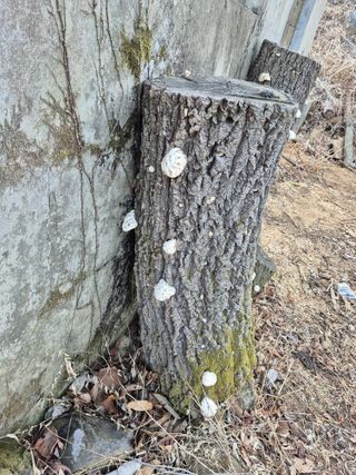 엉뚱님의 기타작물 · 영농일지 작성글 사진