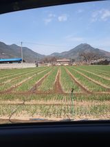 팜모닝 마늘·영농일지 게시글 이미지