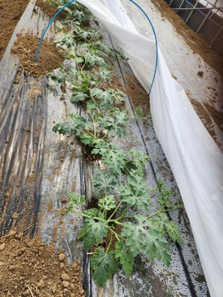 김저팔계님의 기타작물 · 영농일지 작성글 사진