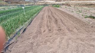 김동명님의 기타작물 · 영농일지 작성글 사진