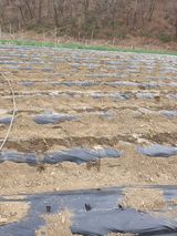 팜모닝 옥수수·영농일지 게시글 이미지