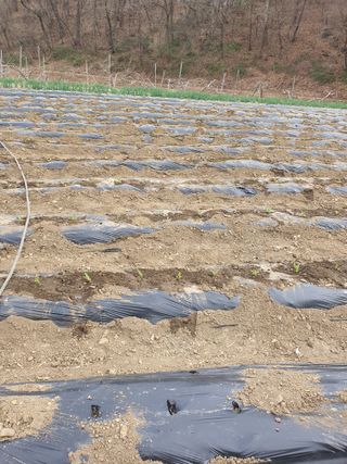 옥천서화농님의 옥수수 · 영농일지 작성글 사진