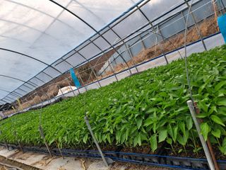 이.일신.꽃분아빠님의 기타작물 · 영농일지 작성글 사진