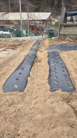 팜모닝 감자·영농일지 게시글 이미지