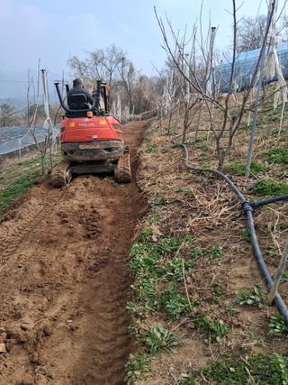 영수농원님의 감 · 영농일지 작성글 사진