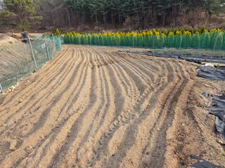 장두학님의 기타작물 · 영농일지 작성글 사진