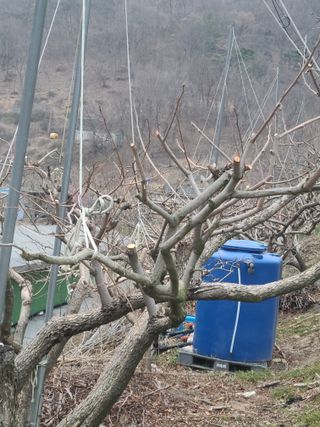 박춘성님의 감 · 영농일지 작성글 사진