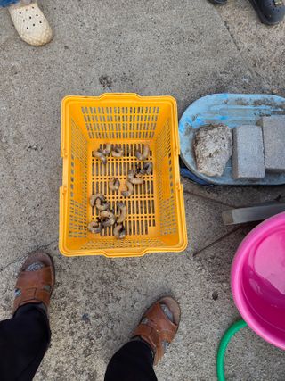 홍순오님의 기타작물 · 영농일지 작성글 사진