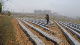 김도영님의 옥수수 · 영농일지 작성글 사진