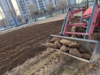 손정아님의 옥수수 · 영농일지 작성글 사진