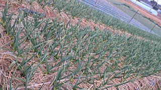 bpjh9173님의 마늘 · 영농일지 작성글 사진