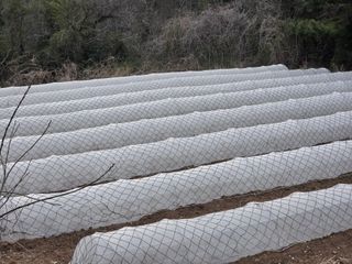 고추농사 정 미라님의 기타작물 · 영농일지 작성글 사진