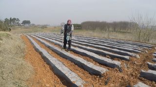 김도영님의 옥수수 · 영농일지 작성글 사진