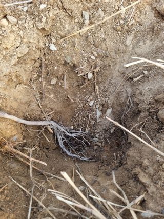 논산푸른팜님의 기타작물 · 영농일지 작성글 사진