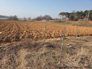 들깨19419님의 옥수수 · 영농일지 작성글 사진