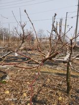 팜모닝 사과·영농일지 게시글 이미지