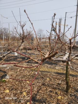 안종범님의 사과 · 영농일지 작성글 사진