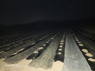 권지연.옥천.님의 옥수수 · 영농일지 작성글 사진