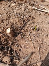 거창두릅농원김성희님의 작성글 사진