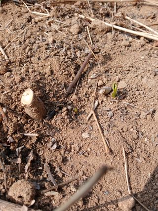 거창두릅농원김성희님의 두릅 · 영농일지 작성글 사진