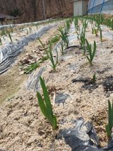 샤이니바다님의 작성글 사진