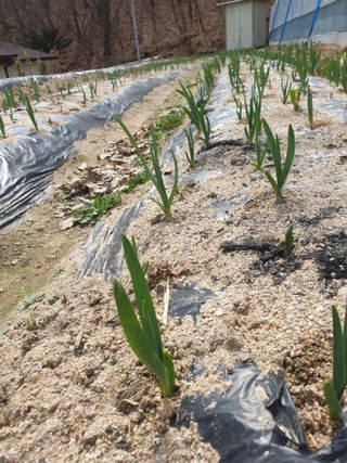 샤이니바다님의 마늘 · 영농일지 작성글 사진