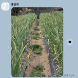 팜모닝 마늘·영농일지 게시글 이미지