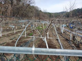 박상현님의 기타작물 · 영농일지 작성글 사진