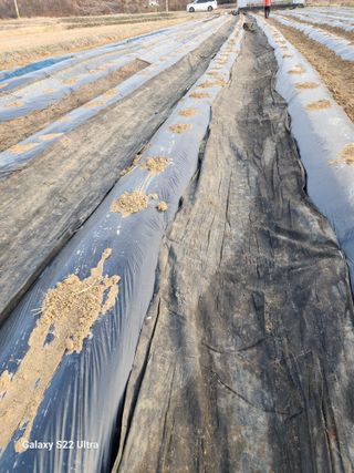 권지연.옥천.님의 옥수수 · 영농일지 작성글 사진