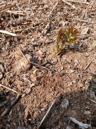 거창두릅농원김성희님의 작성글 사진