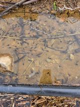 팜모닝 기타작물·영농일지 게시글 이미지