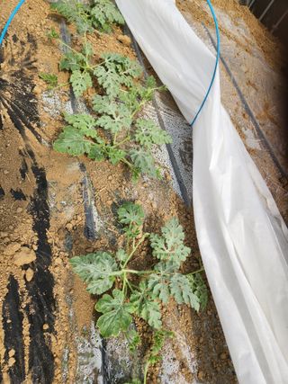 김저팔계님의 기타작물 · 영농일지 작성글 사진