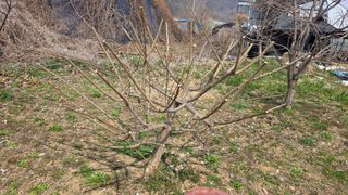 정인재님의 상추 · 영농일지 작성글 사진