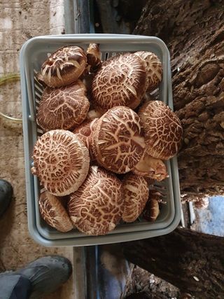 최군환님의 버섯 · 영농일지 작성글 사진