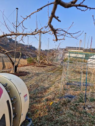 백운농원 님의 복숭아 · 영농일지 작성글 사진