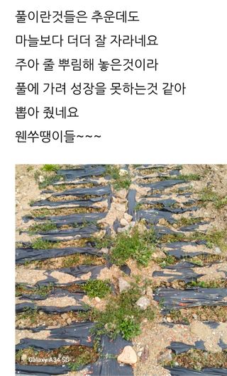 삼성농산님의 작성글 사진