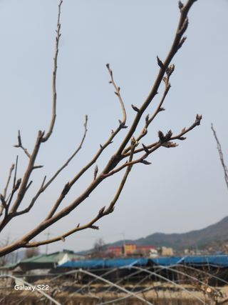 안종범님의 사과 · 영농일지 작성글 사진