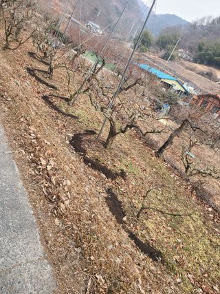 박춘성님의 감 · 영농일지 작성글 사진