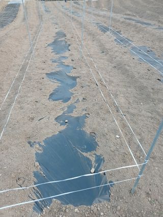 소율이네농장님의 옥수수 · 영농일지 작성글 사진