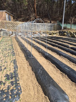 남기탁 님의 기타작물 · 영농일지 작성글 사진