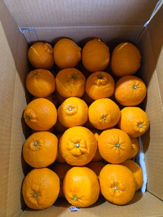 산방자연농원님의 귤 · 영농일지 작성글 사진